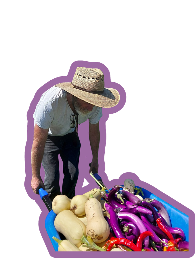 A farmer harvesting fresh produce in the field