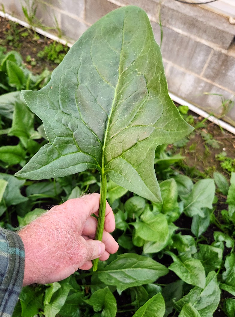 A large spinach leaf harvested at the farm