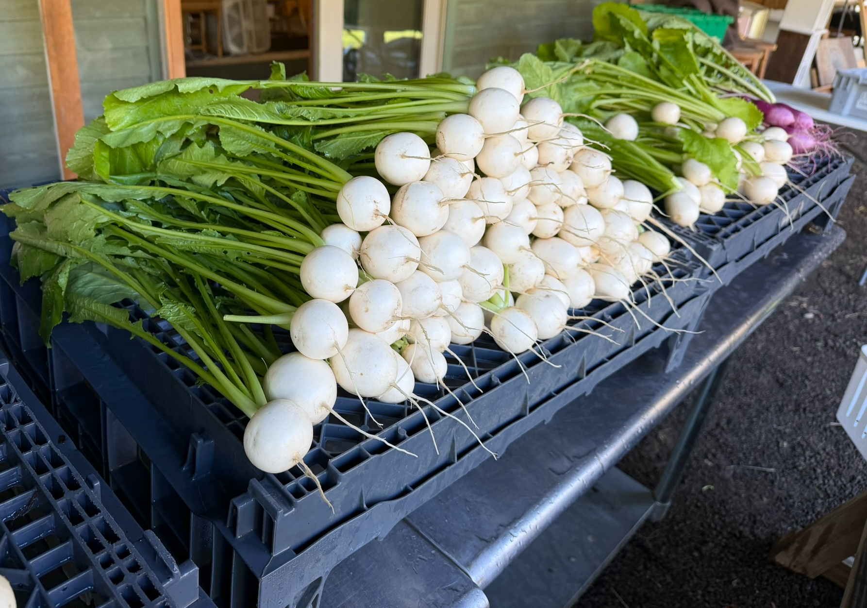 Bunches of fresh white turnips with greens on farm crates
