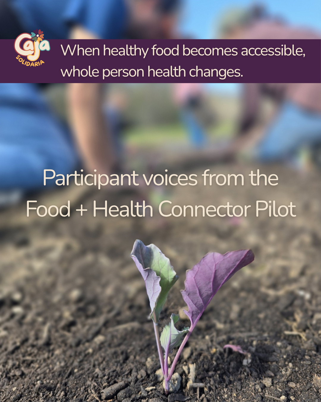 Seedling sprouting in farm soil, with the words: When healthy food becomes accessible, whole person health changes