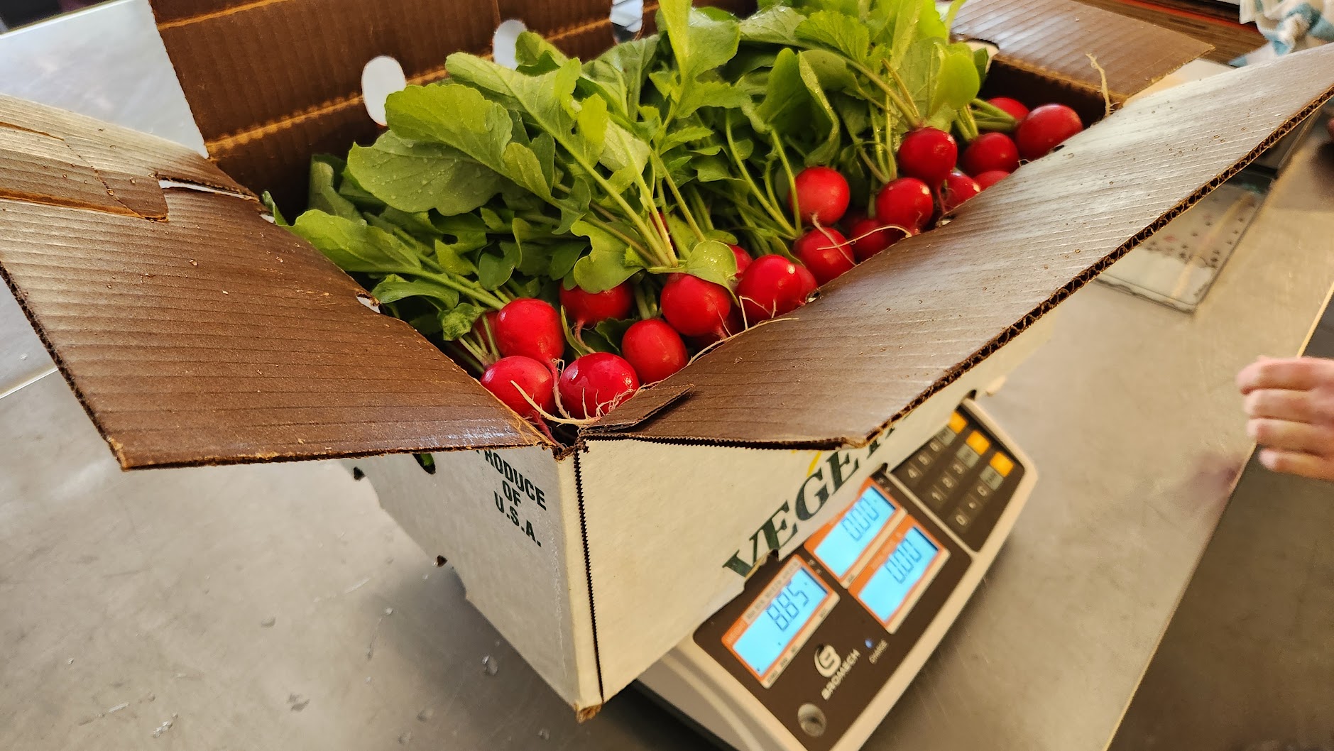 A box of freshly harvested radishes on a scale