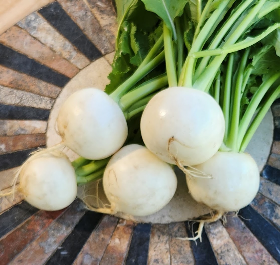 Fresh white turnips with green tops