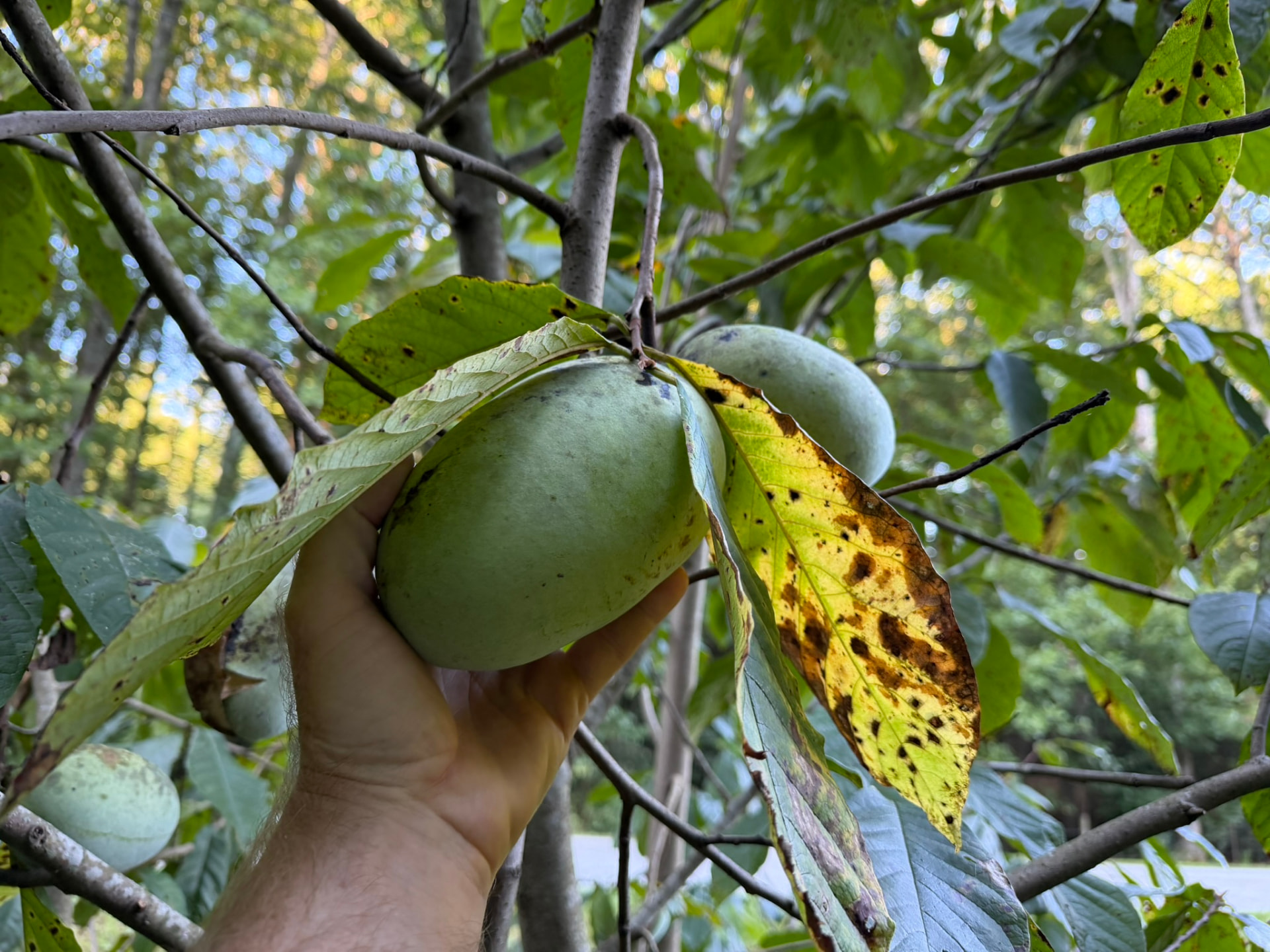 A pawpaw fruit growing on a tree, held gently by a hand