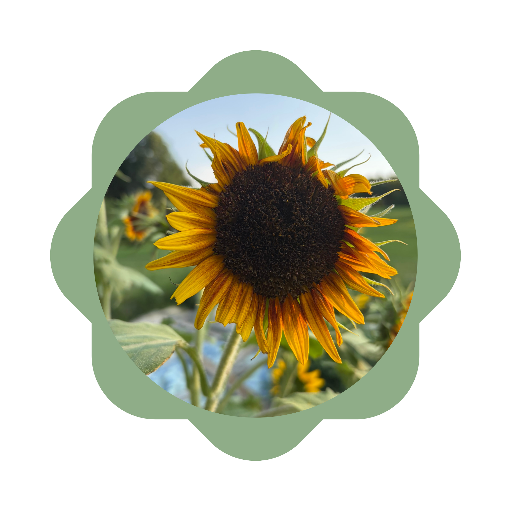 A sunflower growing on the farm