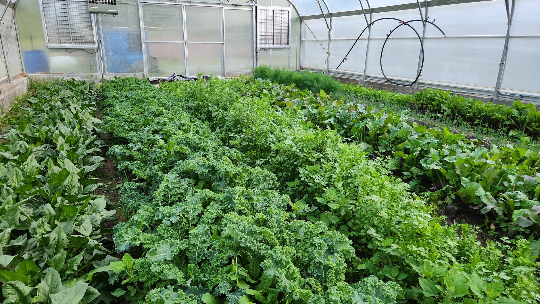 Rows of winter greens growing inside the Caja greenhouse