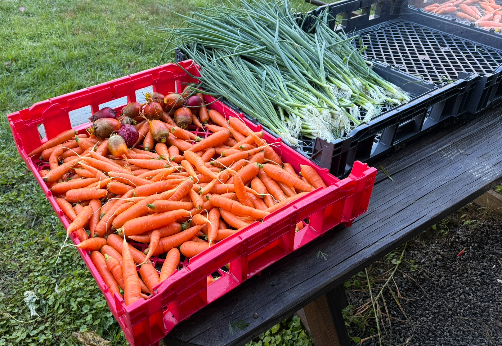 Crates of freshly harvested carrots, beets, and green onions at the farm
