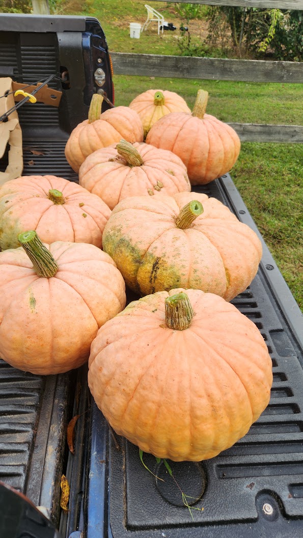 Pink pumpkins gathered in a truck bed