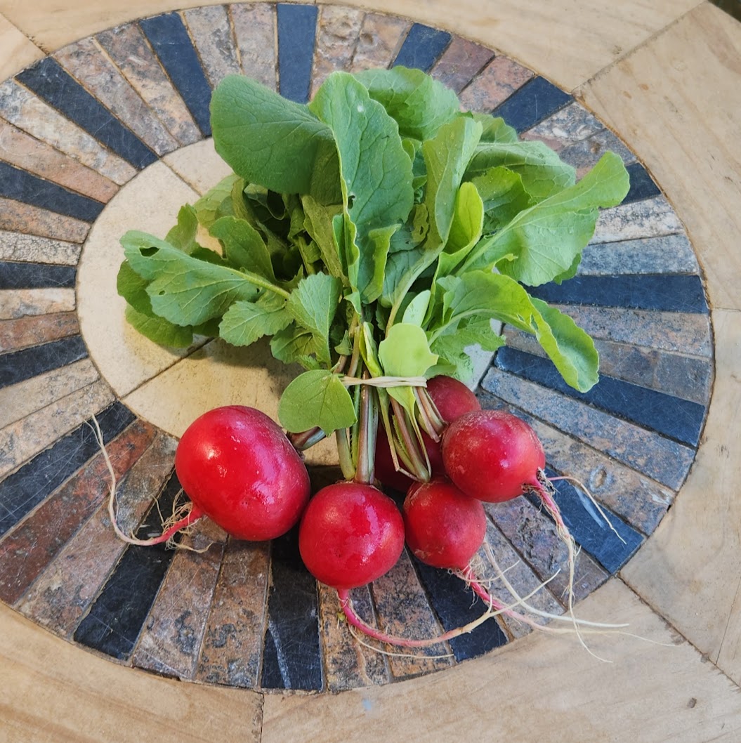 Fresh red radishes with their leafy tops