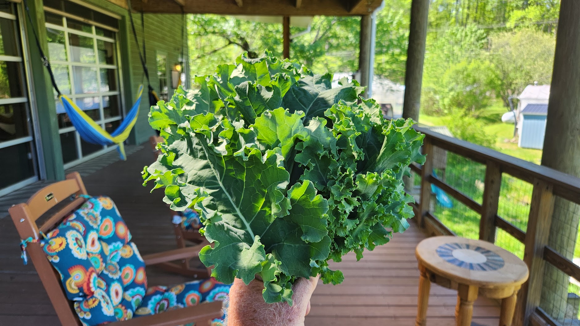A freshly harvested bunch of kale